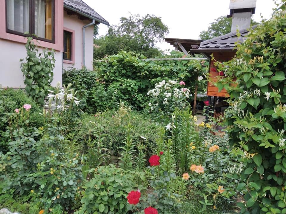 Casa Fetic Lägenhet Nehoiu Exteriör bild