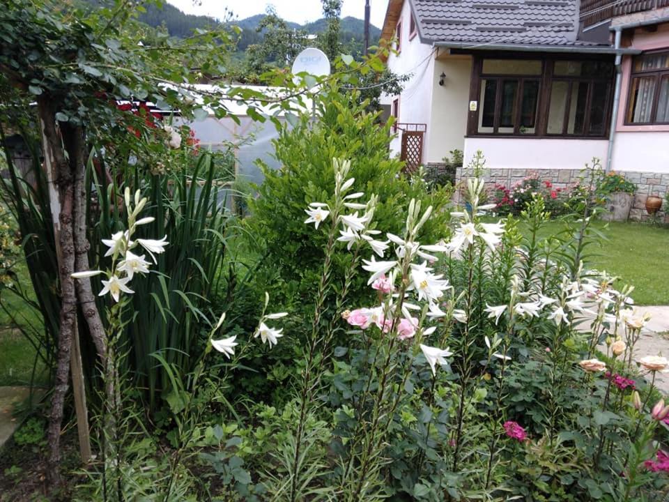 Casa Fetic Lägenhet Nehoiu Exteriör bild